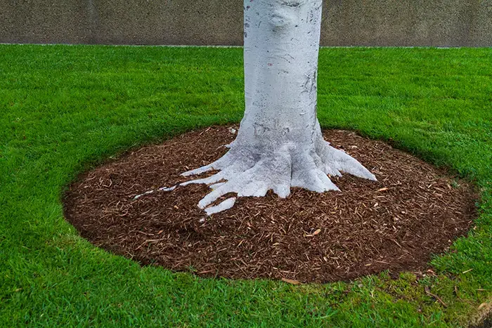 Mulching in Richmond, CA